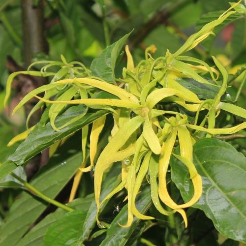 Ylang ylang esenciálny olej