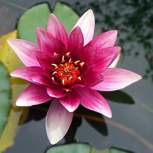 Lotusový kvetový vosk