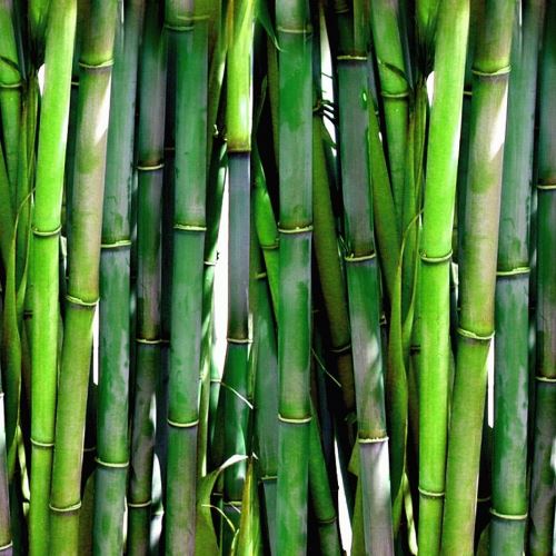 Bambusový jemný prášok na tvár