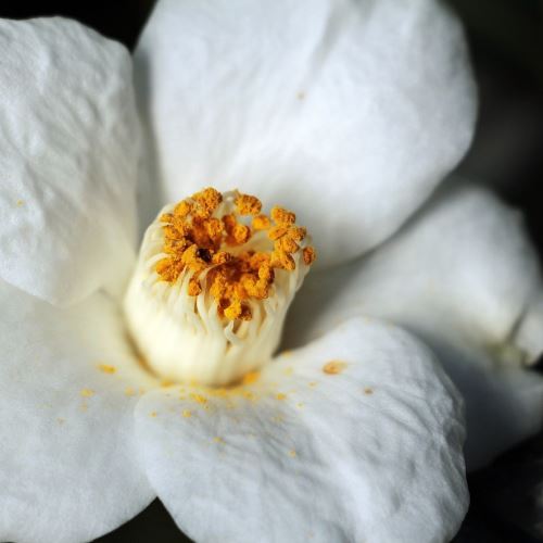 Čajovníkový olej (Kamélia olejná, Camellia Oleifera). lzs