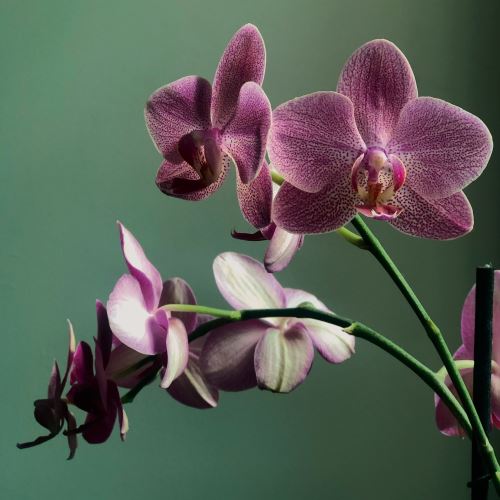 Orchidea a vanilla